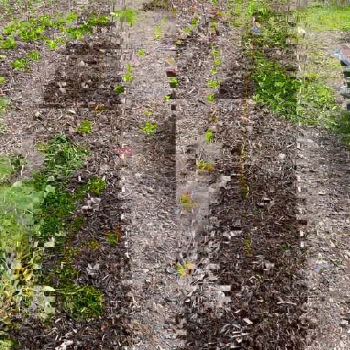 Thumbnail for 'Farmer-Led Research To Dig Into Perks Of Compost' page