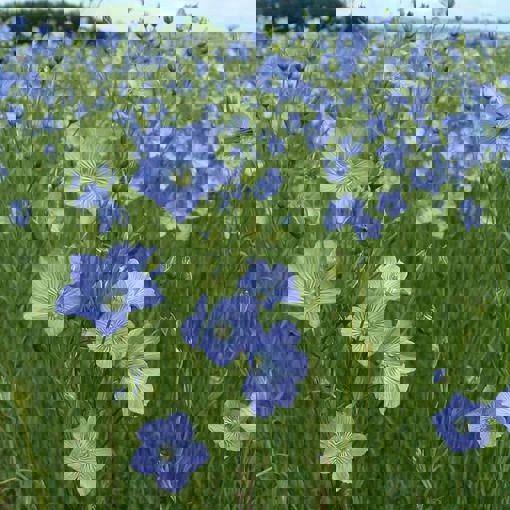 Thumbnail for 'Farmers Lead Research To Revive The Lost Linen Industry In Scotland' page