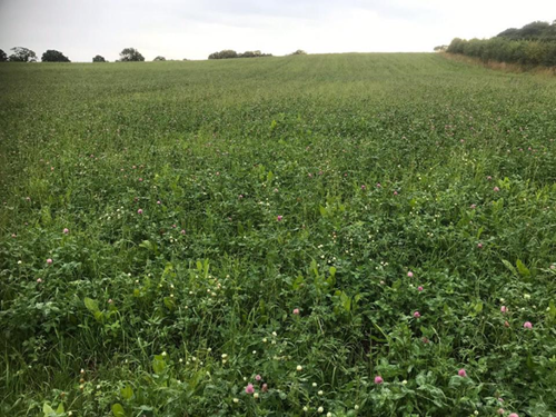 Herbal ley growing well after second cut. Photo by Nick Broadwith