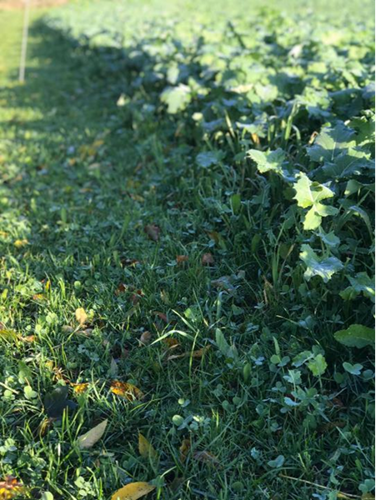 Grazing reveals the diverse herbal ley beneath a canopy of forage rape. Photo by Nick Broadwith